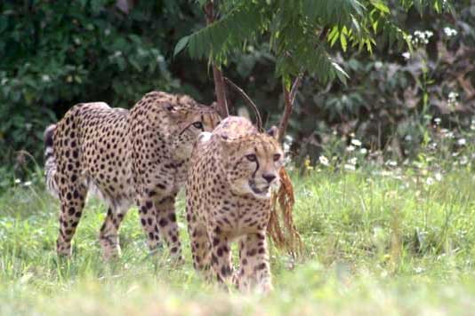 Gepard grzywiasty (Acinonyx jubatus)