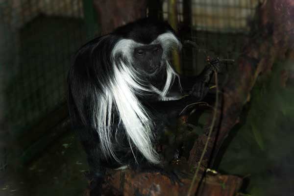 Gereza angolańska (Colobus angolensis)