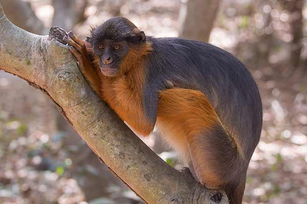 Gerezanka ruda (Piliocolobus badius)