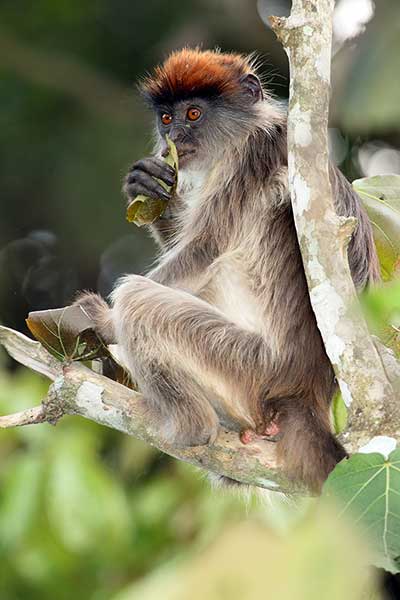 Gerezanka ugandyjska (Piliocolobus tephrosceles)