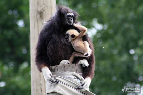 Gibbon białoręki (Hylobates lar)