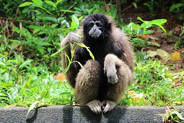 Gibbon borneański (Hylobates muelleri)