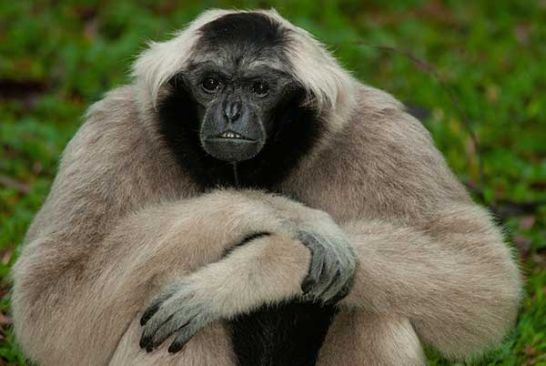 Gibbon czapkowy (Hylobates pileatus)