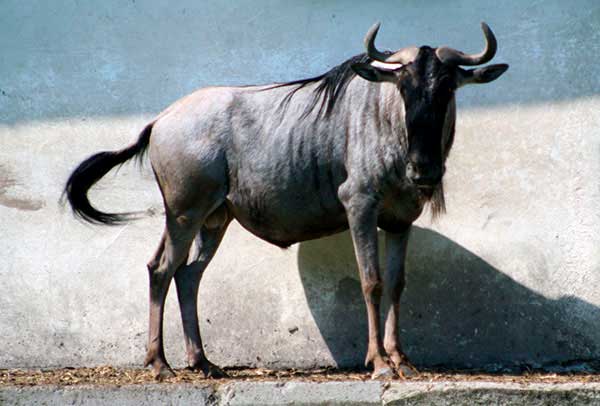 Gnu białobrode (Connochaetes taurinus albojubatus)