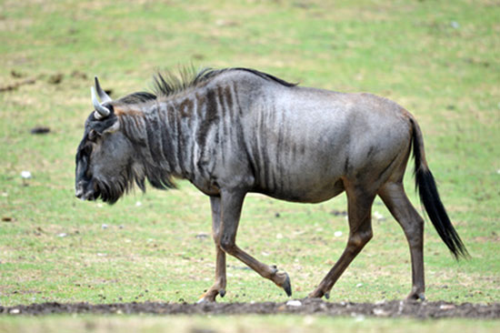 Gnu pręgowane (Connochaetes taurinus)