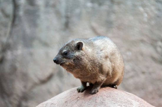 Góralek skalny (Procavia capensis)