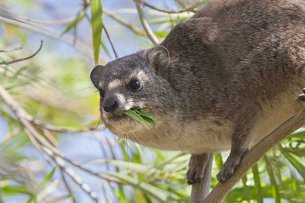 Góralek drzewny (Dendrohyrax arboreus)