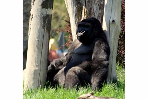 Goryl nizinny (Gorilla gorilla)