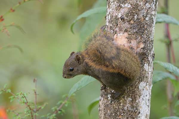 Graniówka górska (Syntheosciurus brochus)