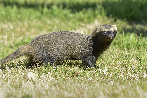 Grizon mniejszy (Galictis cuja)