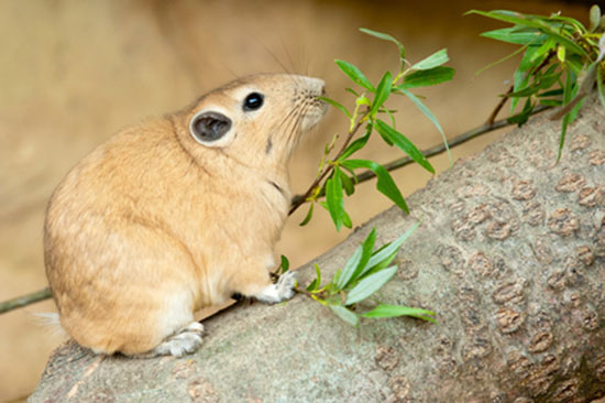 Gundia zwyczajna (Ctenodactylus gundi)