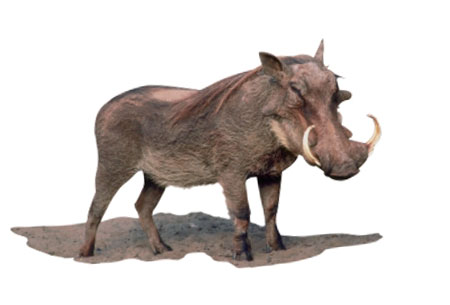 Guziec (Phacochoerus africanus)