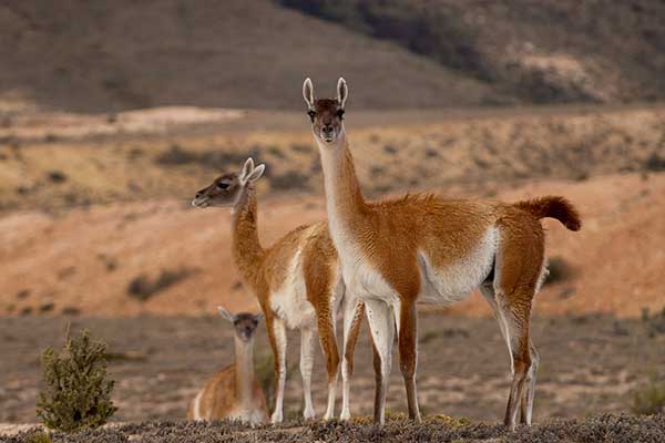 Gwanako, guanako (Lama guanicoe)