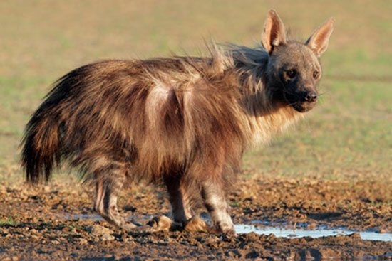 Hiena brunatna (Hyaena brunnea)