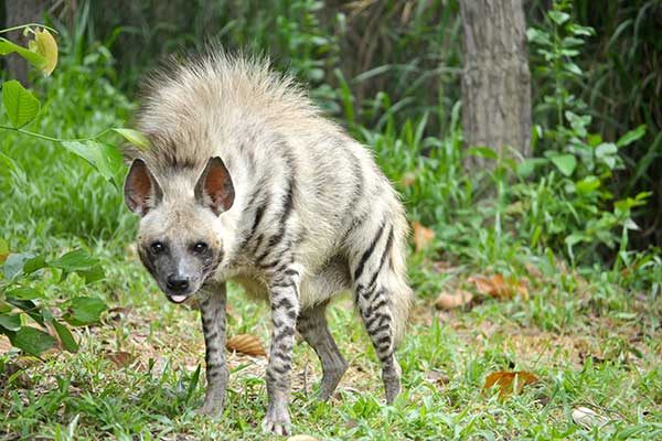Hiena pręgowana (Hyaena hyaena)