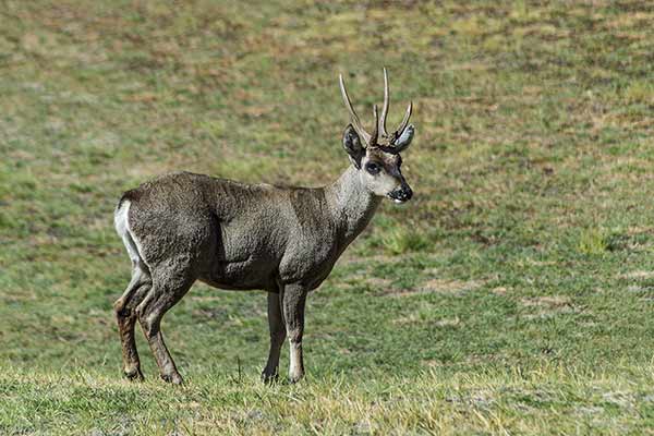 Huemal peruwiański (Hippocamelus antisensis)