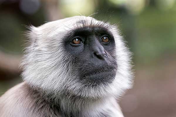 Hulman czczony (Semnopithecus entellus)