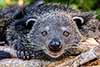 Binturong orientalny