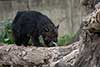 Binturong orientalny