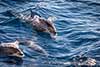 delfinek plamisty