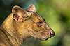fossa madagaskarska