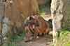 fossa madagaskarska