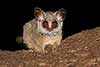 Galago akacjowy