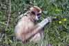 Gibbon białoręki, lar