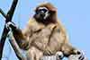 Gibbon białoręki, lar