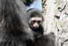 Gibbon białoręki