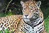 Jaguar amerykański