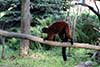 Lemur wari rudy