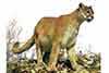 Puma, kuguar