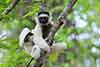 Sifaka diademowa