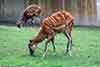 Sitatunga