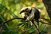 tamandua północna