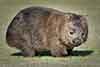 Wombat tasmański