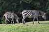 zebra stepowa