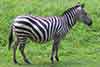 zebra stepowa