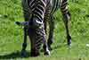 zebra stepowa