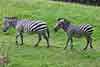 zebra stepowa