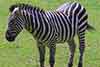 zebra stepowa