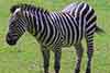 Zebra stepowa