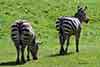 zebra stepowa