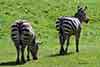 Zebra stepowa