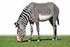 Zebra pręgowana