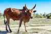zebu