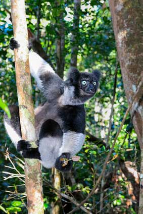 Indris krótkoogonowy (Indri indri)