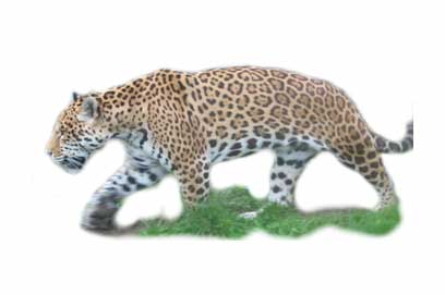 Jaguar amerykański (Panthera onca)