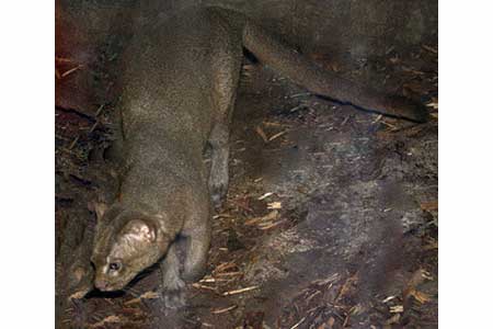 Jaguarundi amerykański (Puma yagouaroundi)